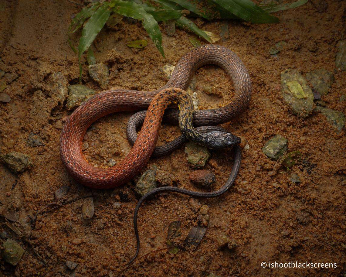 The Peters’ keelback snake, or Hebius petersii, seen in October 2024.