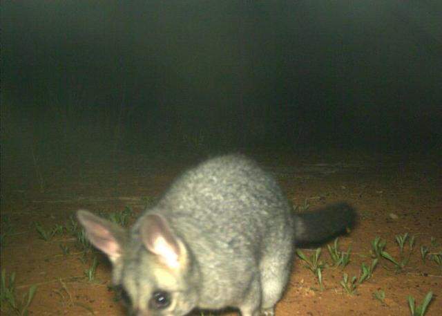 The brushtail possum seen at Bowra Sanctuary.