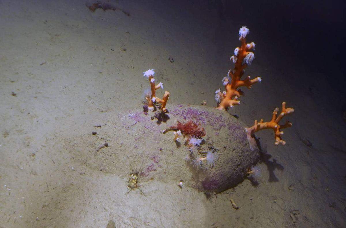 Underwater archaeologists found 40 rare jars from 1,900 years ago on the seafloor after anglers located a shipwreck off Sicily.
