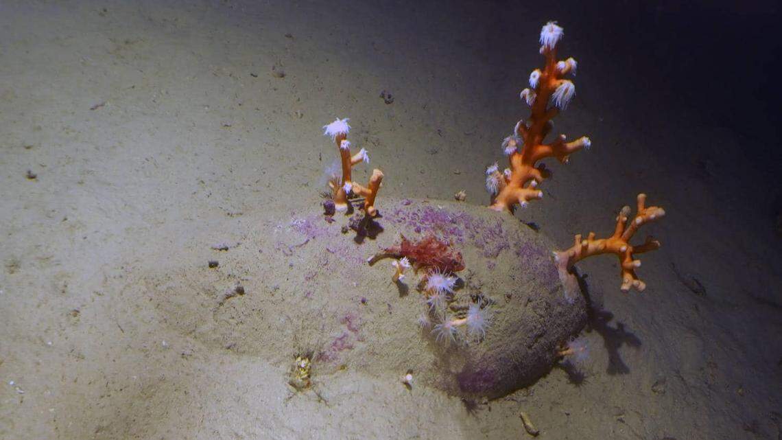 Underwater archaeologists found 40 rare jars from 1,900 years ago on the seafloor after anglers located a shipwreck off Sicily.
