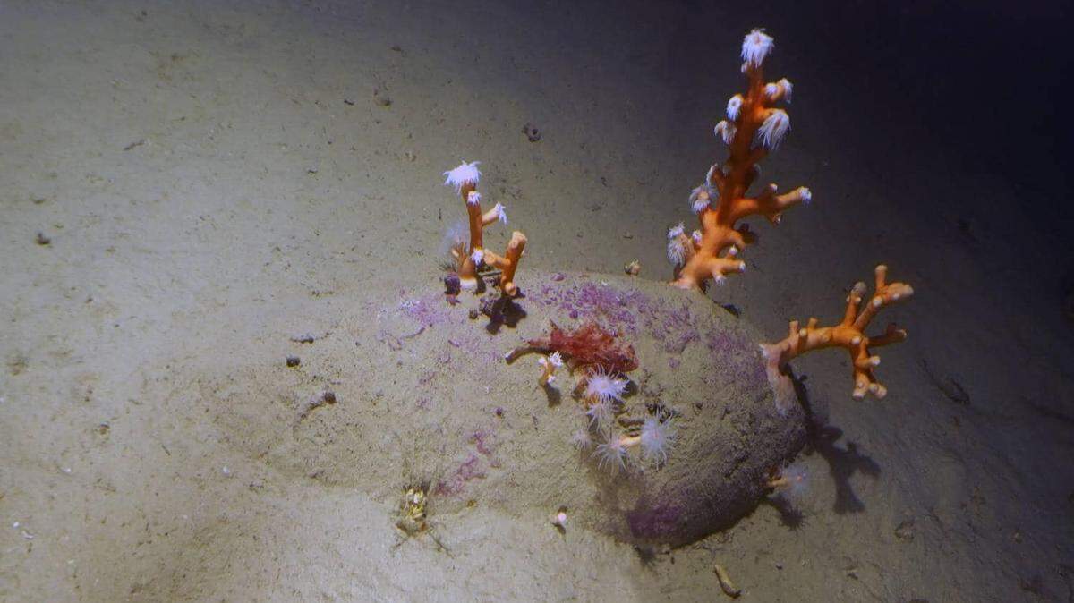 Underwater archaeologists found 40 rare jars from 1,900 years ago on the seafloor after anglers located a shipwreck off Sicily.