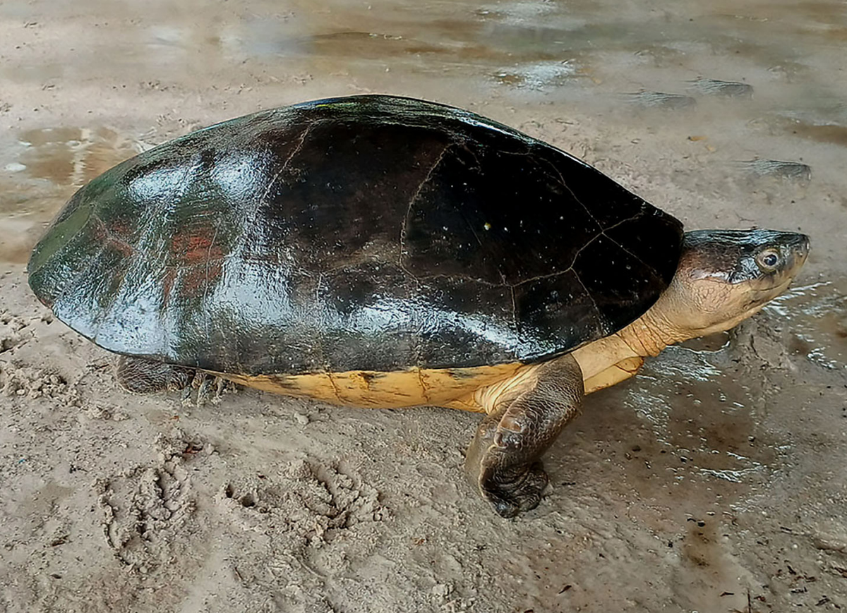 The Malaysian giant turtle, or Orlitia borneensis, seen on Belitung Island.