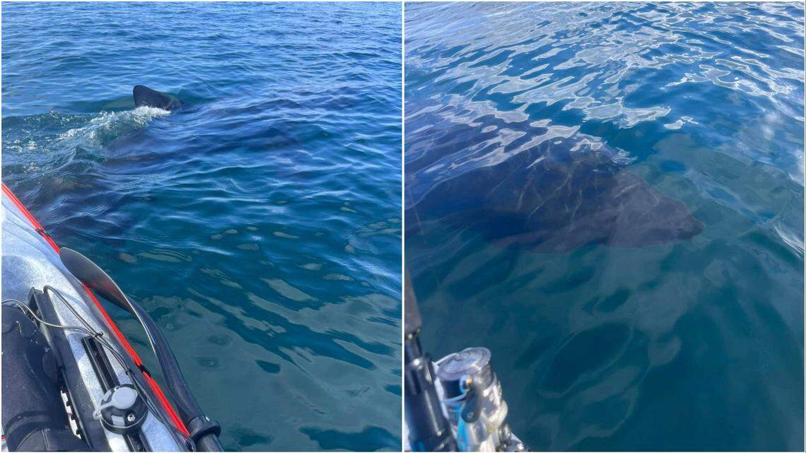 A massive basking shark in Dunbar stunned kayakers and paddleboarders, videos show. The sea animal’s presence prompted a warning from wildlife officials.