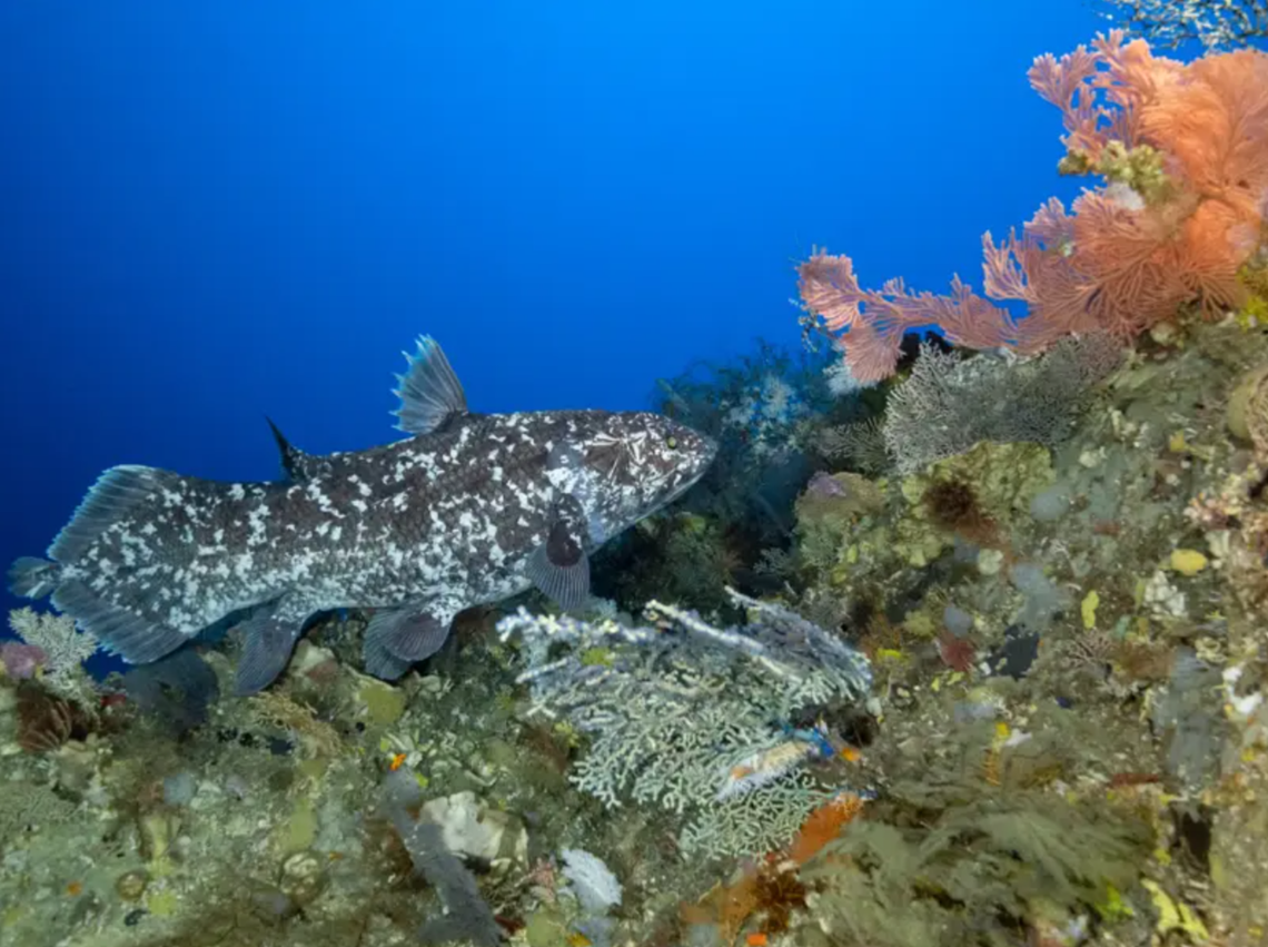The coelacanth seen by scuba divers in North Maluku.