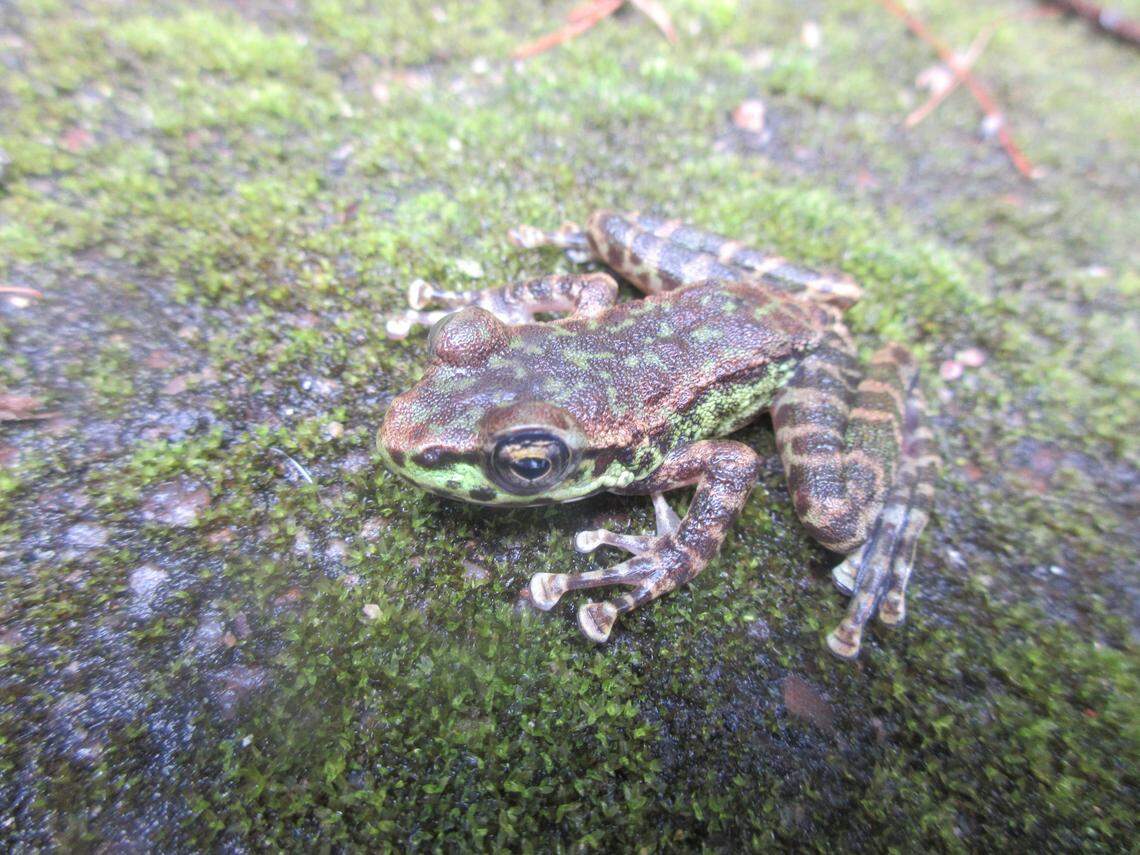 An Amolops shillong, or Shillong cascade frog.