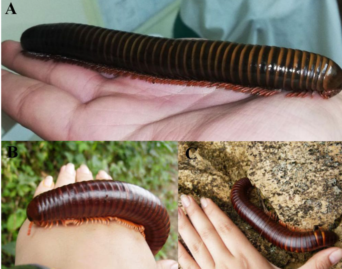 The new species was found at elevations of about 2,500 feet above sea level, according to the study.