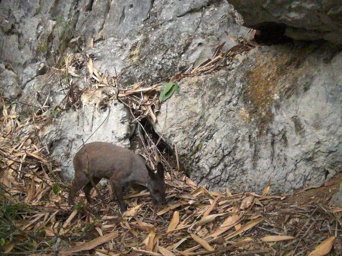 A forest musk deer, or dwarf musk deer, walks near a trail camera in Cao Bằng province.