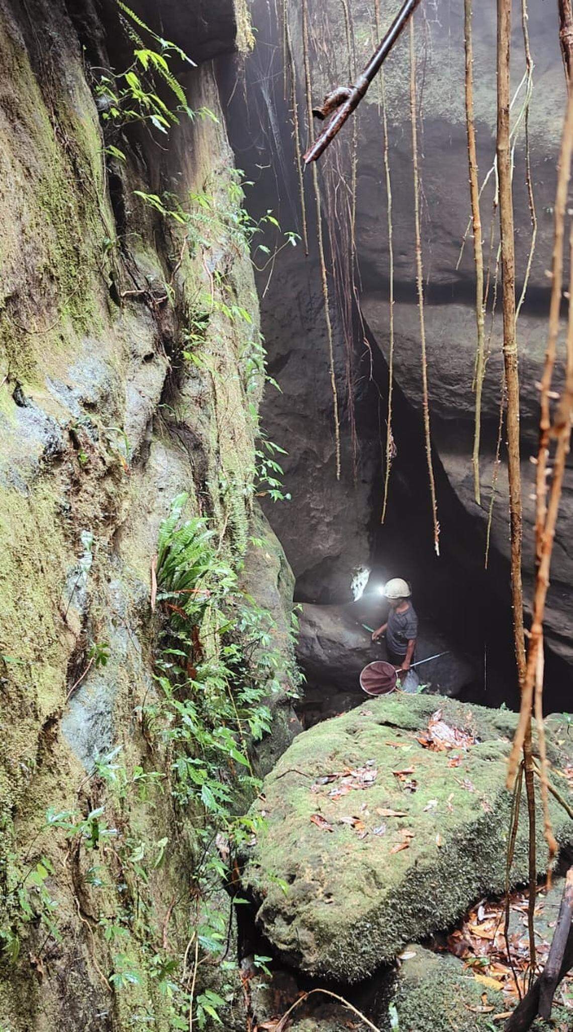 The entrance of Krem Mawjymbuin, the cave where the new species lives.