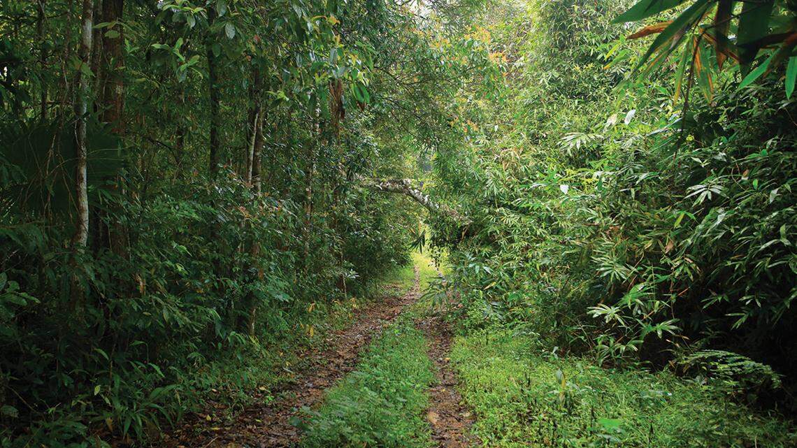Scientists found a hairy animal covered with babies at a campsite in Phetchaburi Province and discovered a new species, a study said.