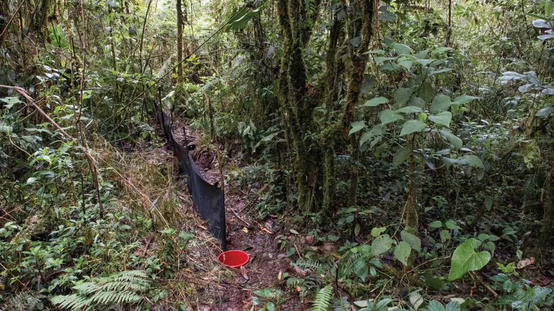 Scientists caught a long-tailed mammal with a “facial mask” in a trap at a Peru national park and discovered a new species, a study said.