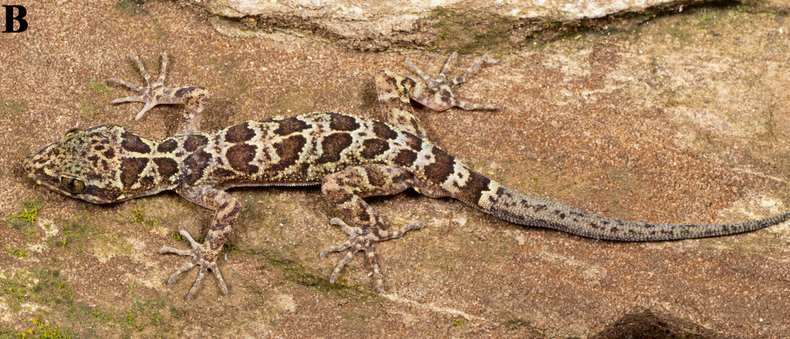 A Cyrtodactylus chitwanensis, or Chitwan bent-toed gecko.
