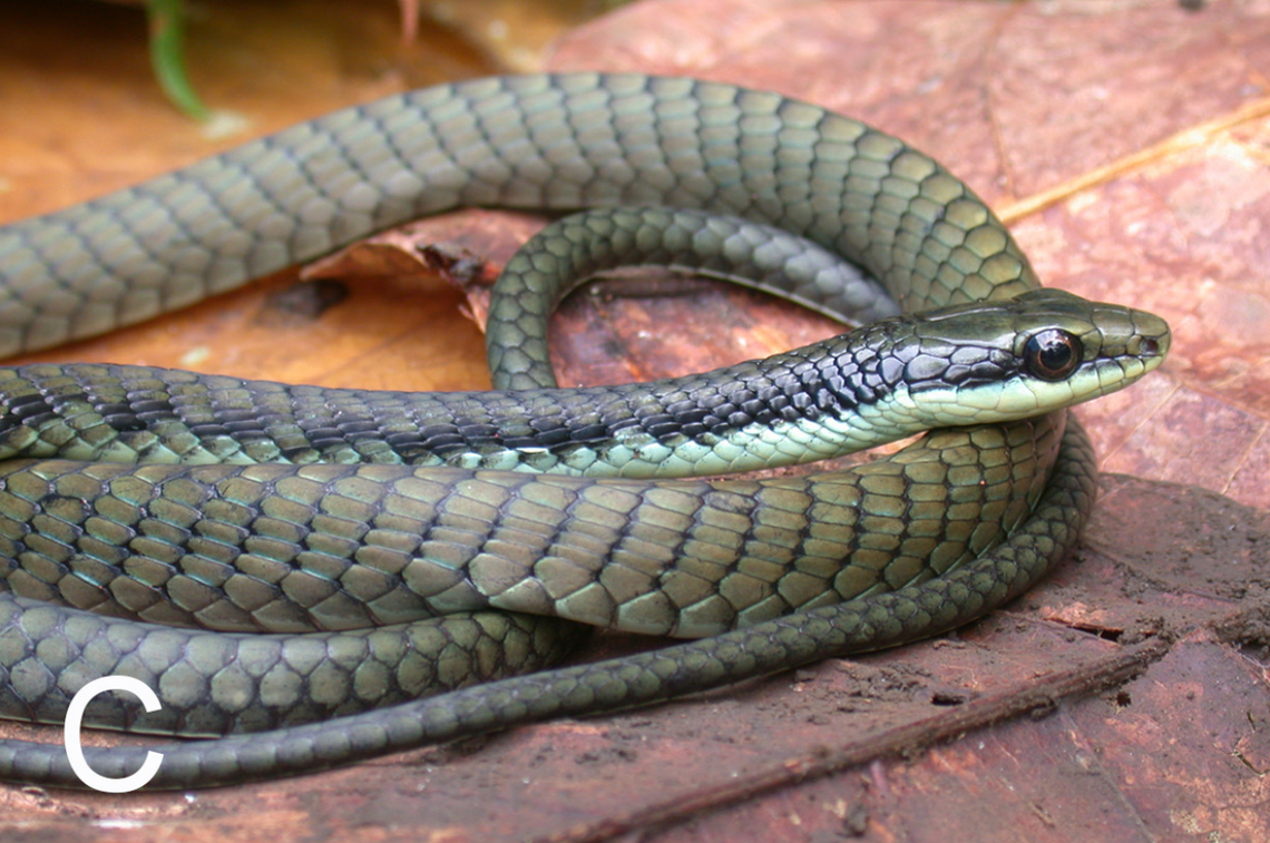 A Dendrelaphis melanarkys, or black net tree snake.