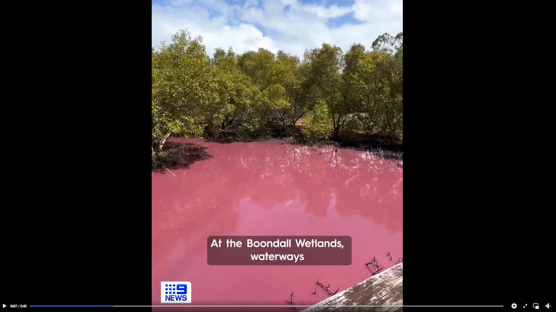 Water in the Boondall Wetlands turned bright pink in a “rare” phenomenon caused by dry weather conditions and algae, photos show and officials said.
