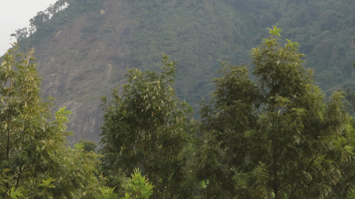 Scientists found a “dwarf”-like forest animal with a yellow groin in a hotel and discovered a new species, a study said. Photo shows a mountain forest in Burundi.