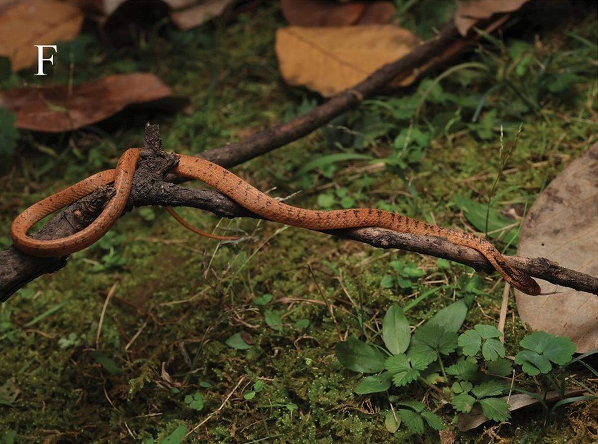 A Pareas orientalis, or Eastern China slug-eating snake.