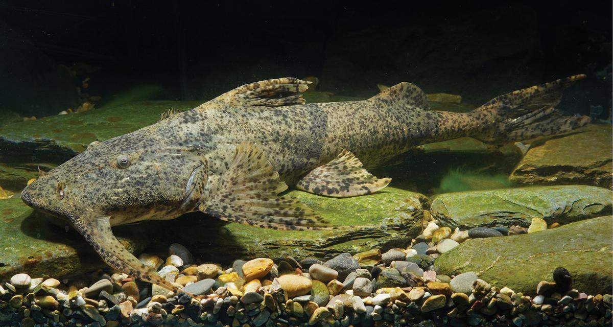 A Bagarius protos, or protos catfish.