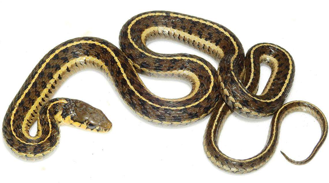 A Thamnophis ahumadai, or Ahumada’s alpine garter snake.