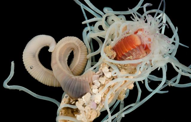 A Loimia poraporaensis, or Porapora spaghetti worm.