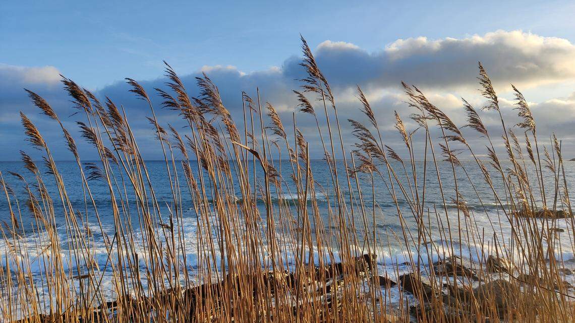 Experts said they’ve received reports of Portuguese man-of-wars washing up on Wembury Beach.