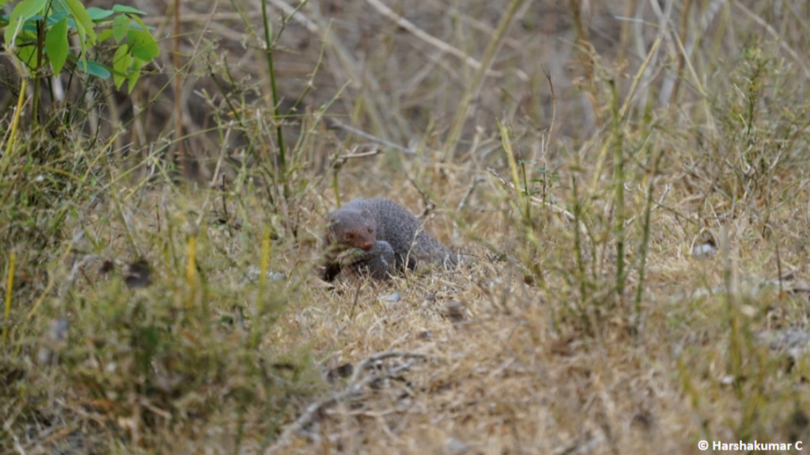 A ranger at Nagarahole Tiger Reserve saw a mongoose eating a bat in a first-of-its-kind sighting. Photo shows a representative ruddy mongoose.