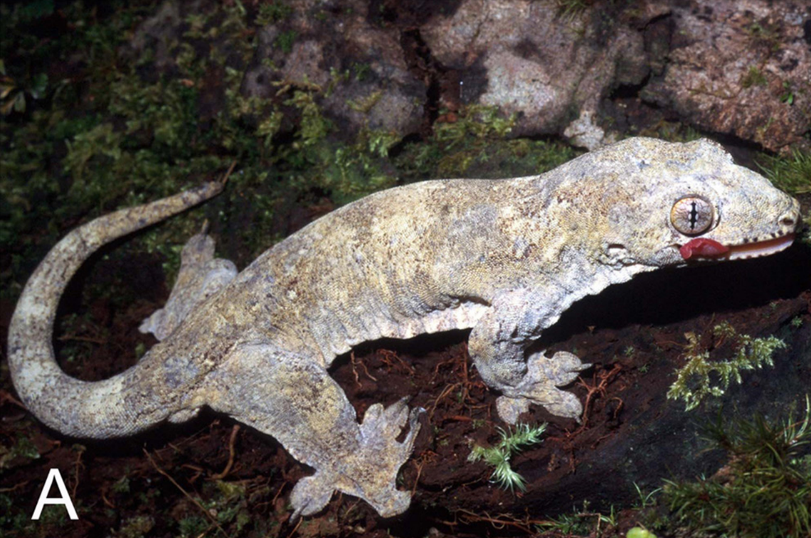 A Gehyra chrysopeleia, or Chrysopeleia four-clawed gecko.