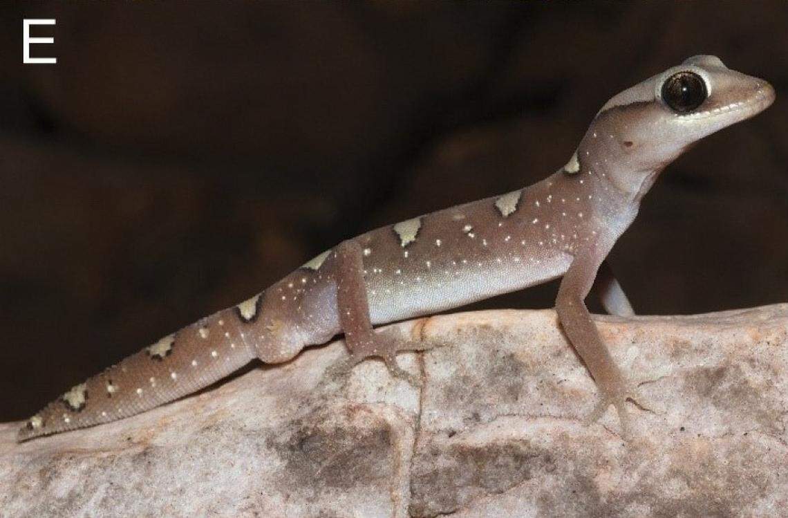 A Diplodactylus tjoritjarinya, or the Tjoritja gecko.