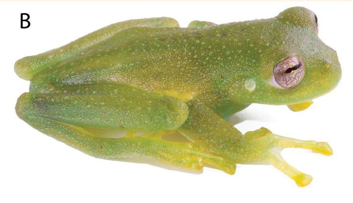 A Centrolene kutuku, or Kutukú glassfrog, as seen from above.