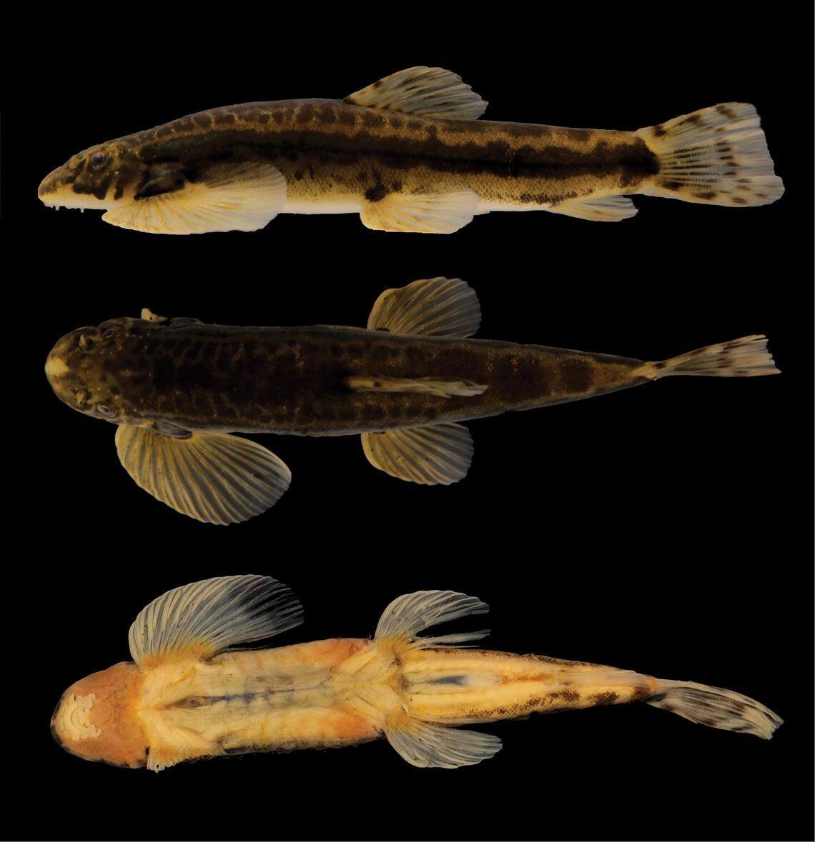 A Vanmanenia duci, or Duc’s hillstream loach, seen from the side, above and below.