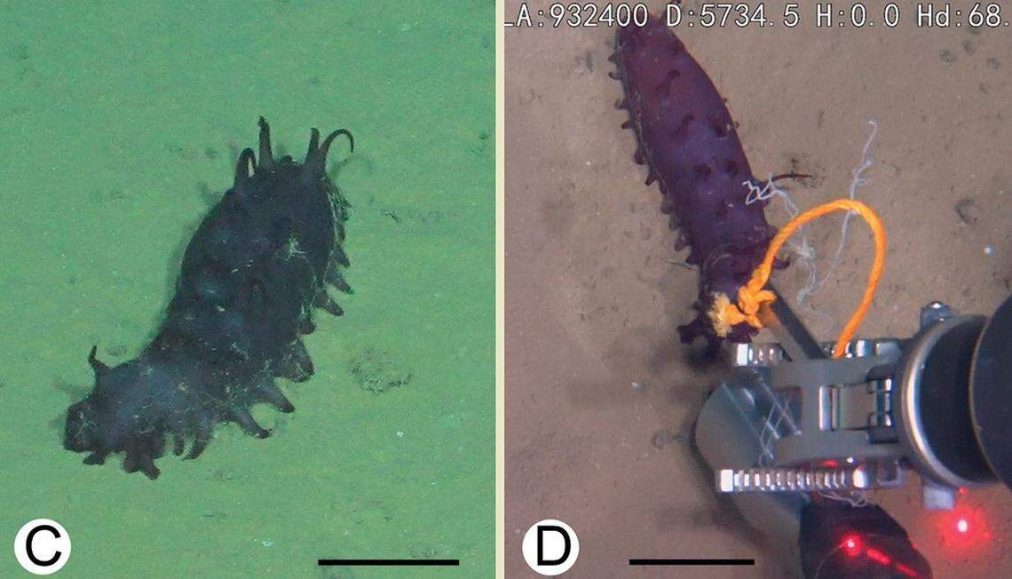 A Laetmogone multiradiolus, or multi-rayed sea cucumber, in its natural habitat.