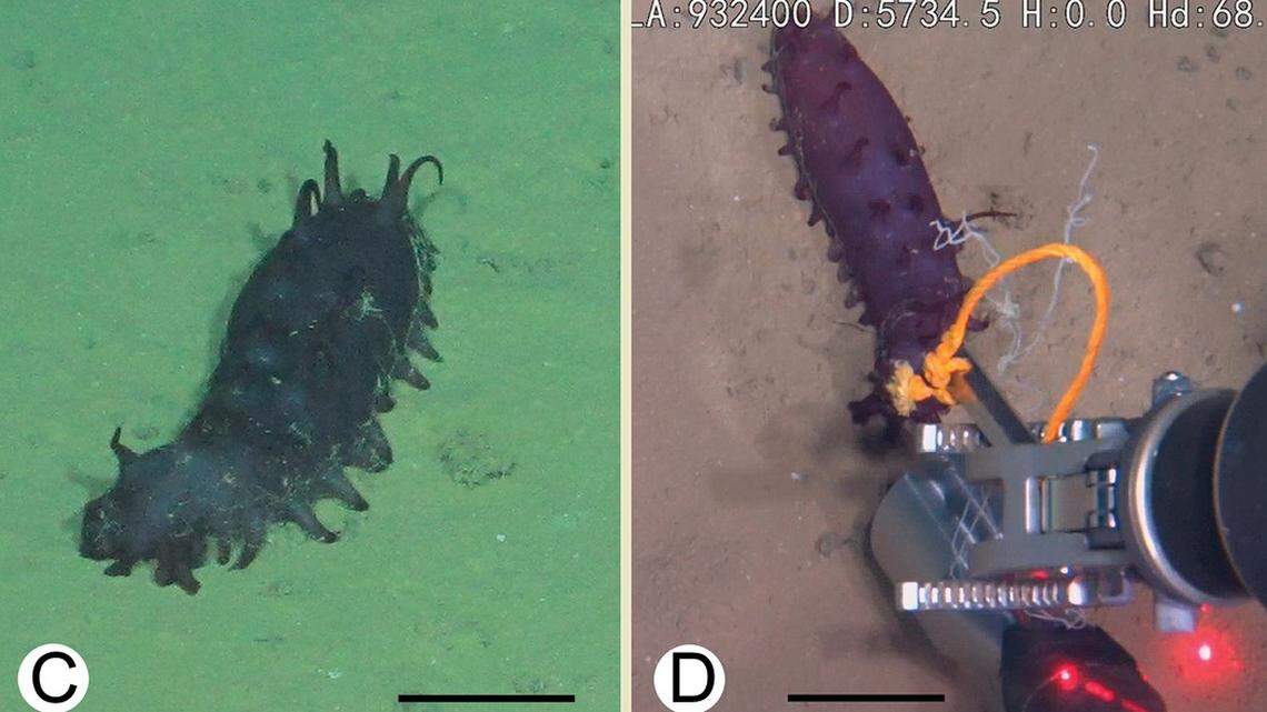 A Laetmogone multiradiolus, or multi-rayed sea cucumber, in its natural habitat.