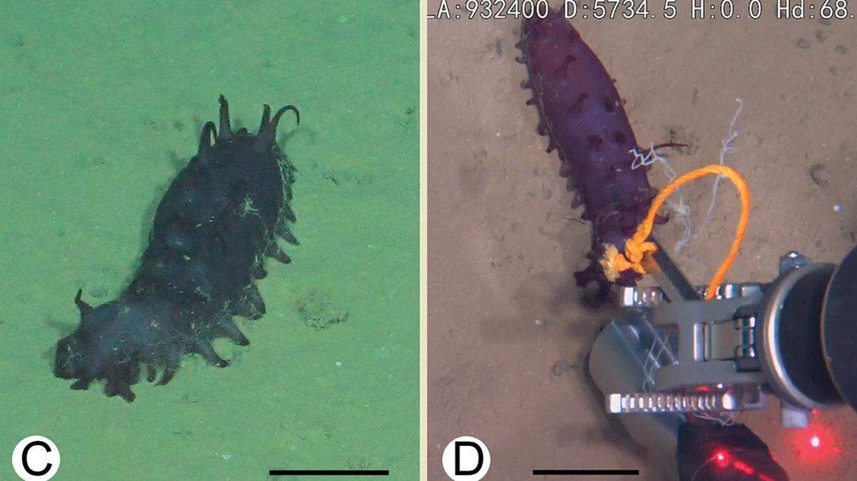 A Laetmogone multiradiolus, or multi-rayed sea cucumber, in its natural habitat.