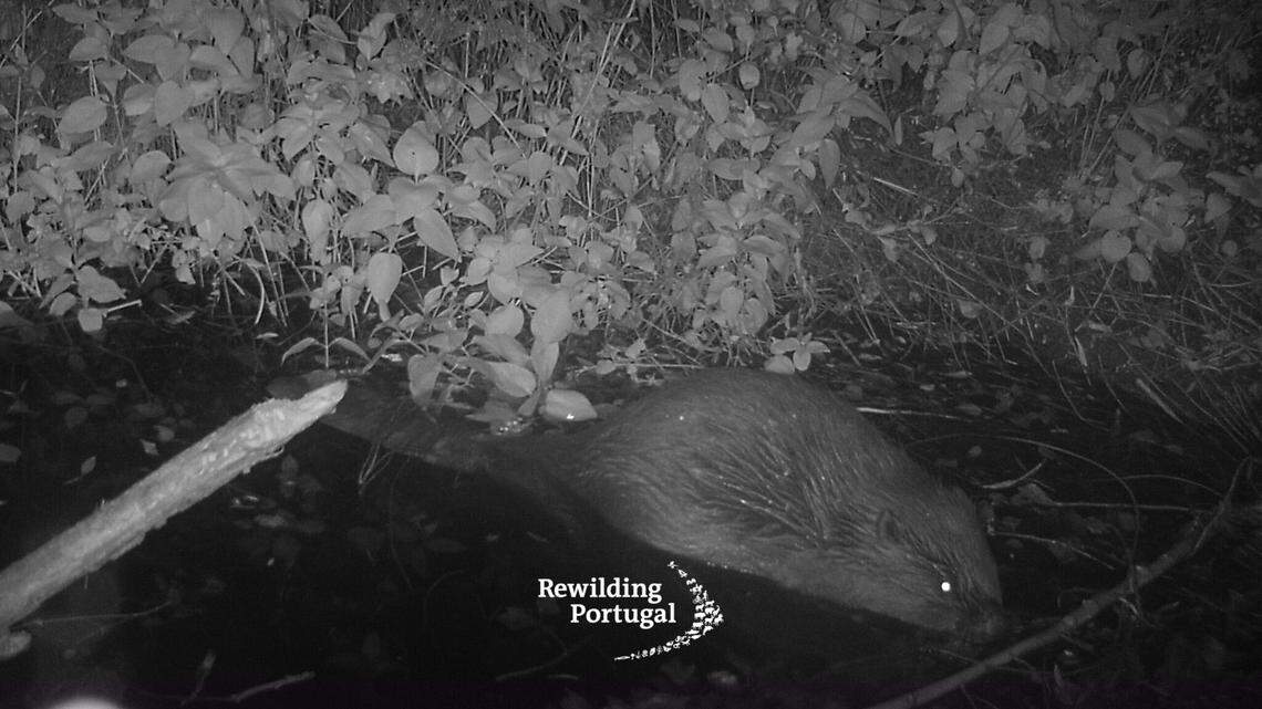 A photo shows the wild beaver seen in Portugal near the border with Spain.