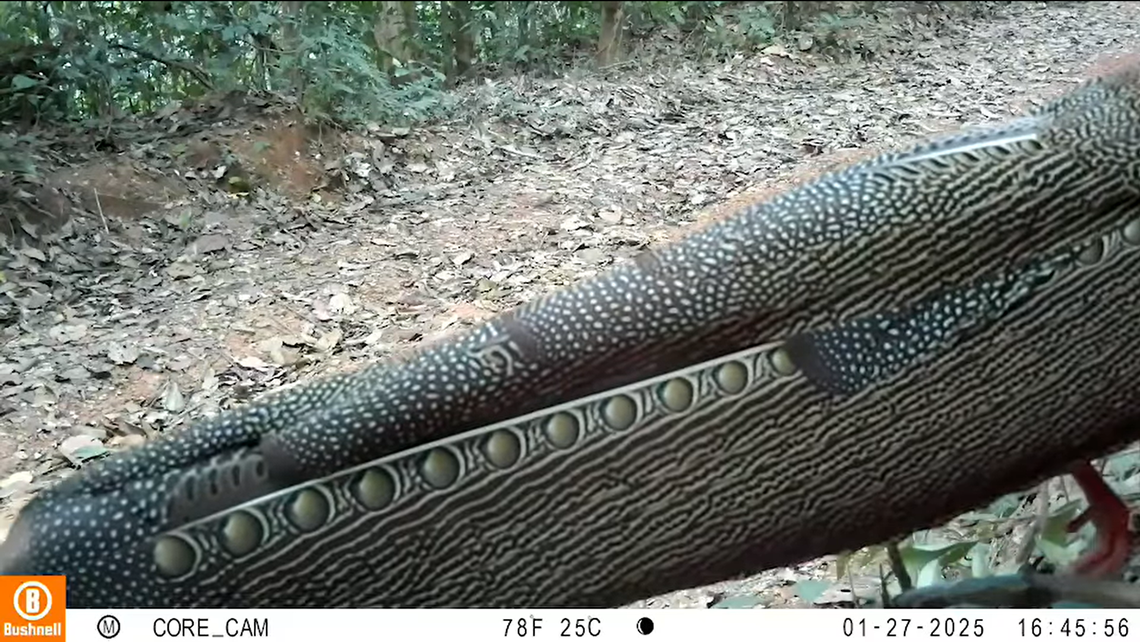 A close-up photo shows the pattern of a great argus at Kaeng Krung National Park.