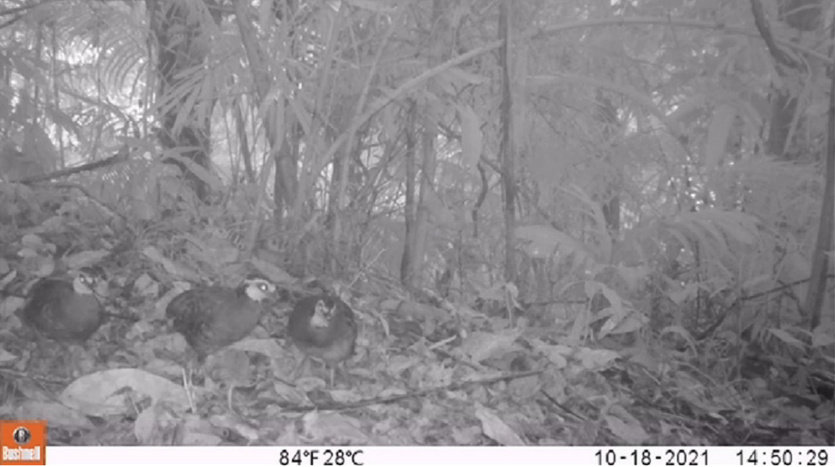 Several white-faced partridges seen at Meru Betiri National Park in 2021.
