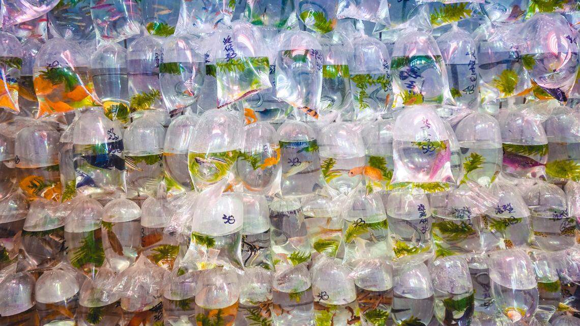 Scientists bought a popular blue animal from a pet trader and discovered a new species from Indonesia, a study said. Photo shows a representative pet market.