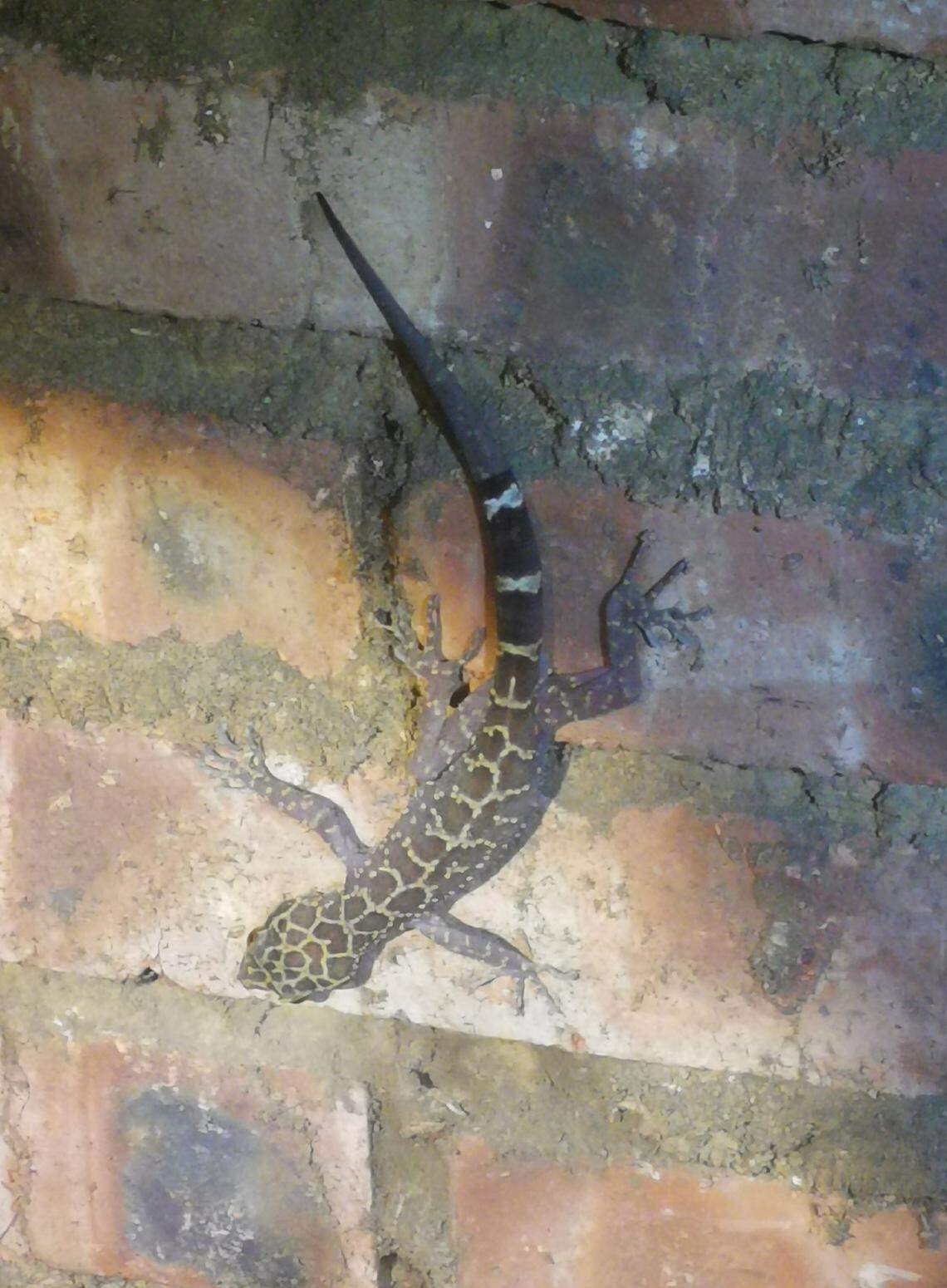 A Cyrtodactylus nangunhe, or Nangunhe bent-toed gecko, seen in the wild.