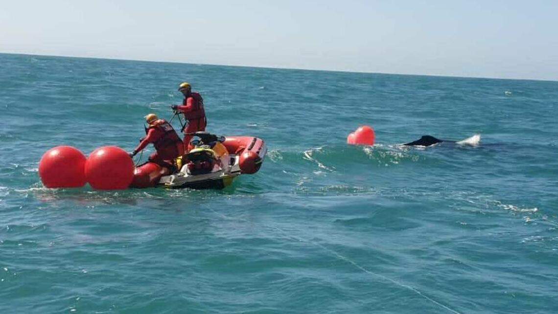 Boaters spotted a 30-foot-long humpback whale dragging nets and buoys. The exhausted animal was freed after difficult process, rescuers said.