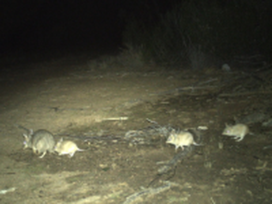 The presence of juvenile bandicoots indicates their population is growing and able to sustain itself, experts said.