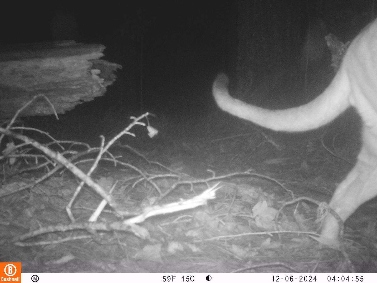 A trail camera at Cusuco National Park recorded “rare” photos of a puma, exciting wildlife rangers and showing the success of conservation efforts.