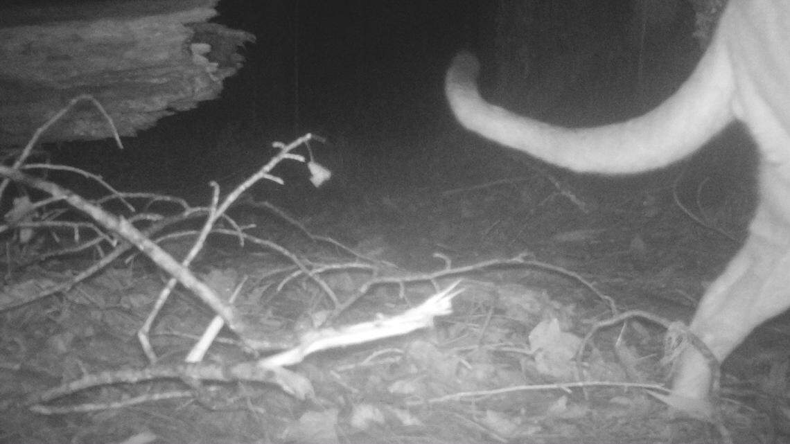 A trail camera at Cusuco National Park recorded “rare” photos of a puma, exciting wildlife rangers and showing the success of conservation efforts.
