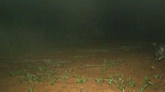Trail cameras monitoring “feral” cats at Bowra Sanctuary recorded the park’s first sighting of a brushtail possum in a decade, photos show.