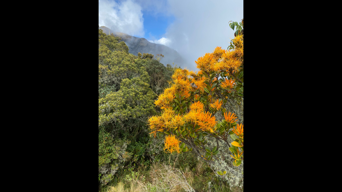 Scientists in the Andes mountains of Peru found several “sunny” yellow animals and discovered two new species, a study said.