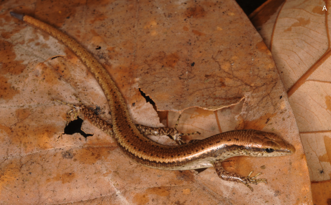 A Scincella honbaensis, or Hon Ba ground skink.