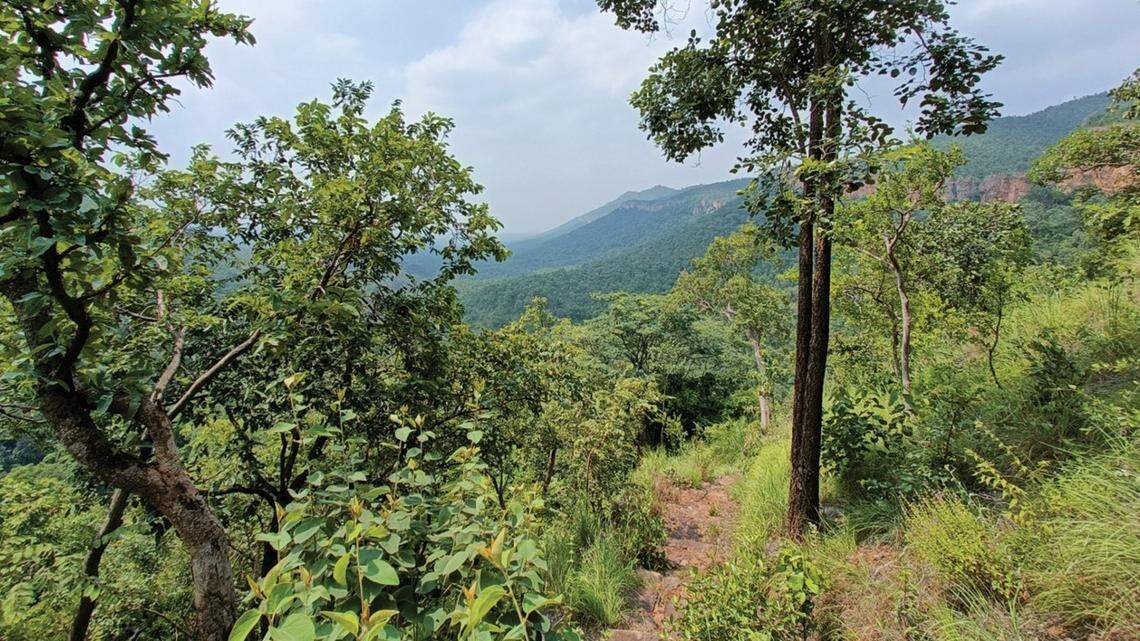 Scientists found a “slender” creature, “quick” to change its color, on a tree in India and discovered a new species, a study said.