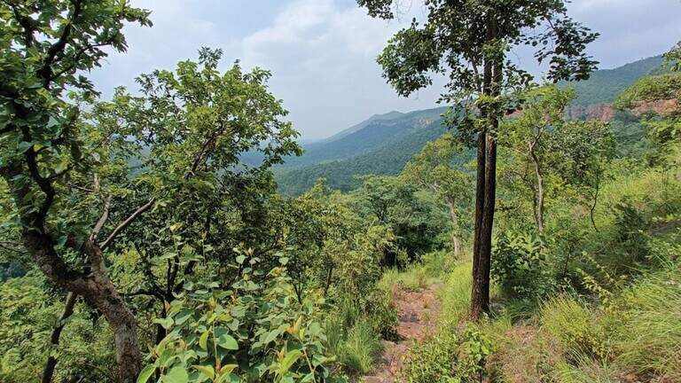 ‘Slender’ creature — ‘quick’ to change color — discovered as new species in India