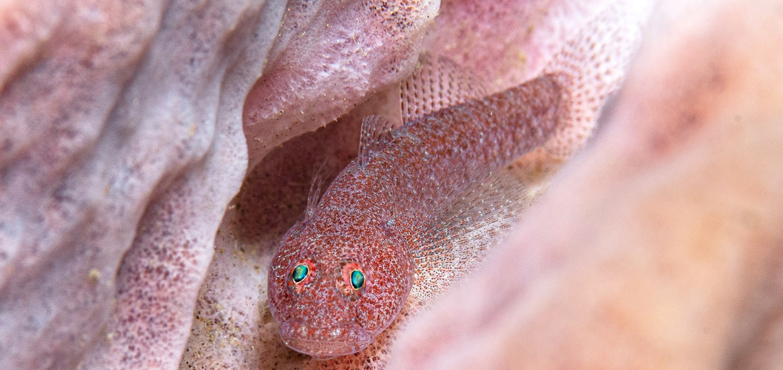 A Bathygobius mero, or sponge frillgoby.