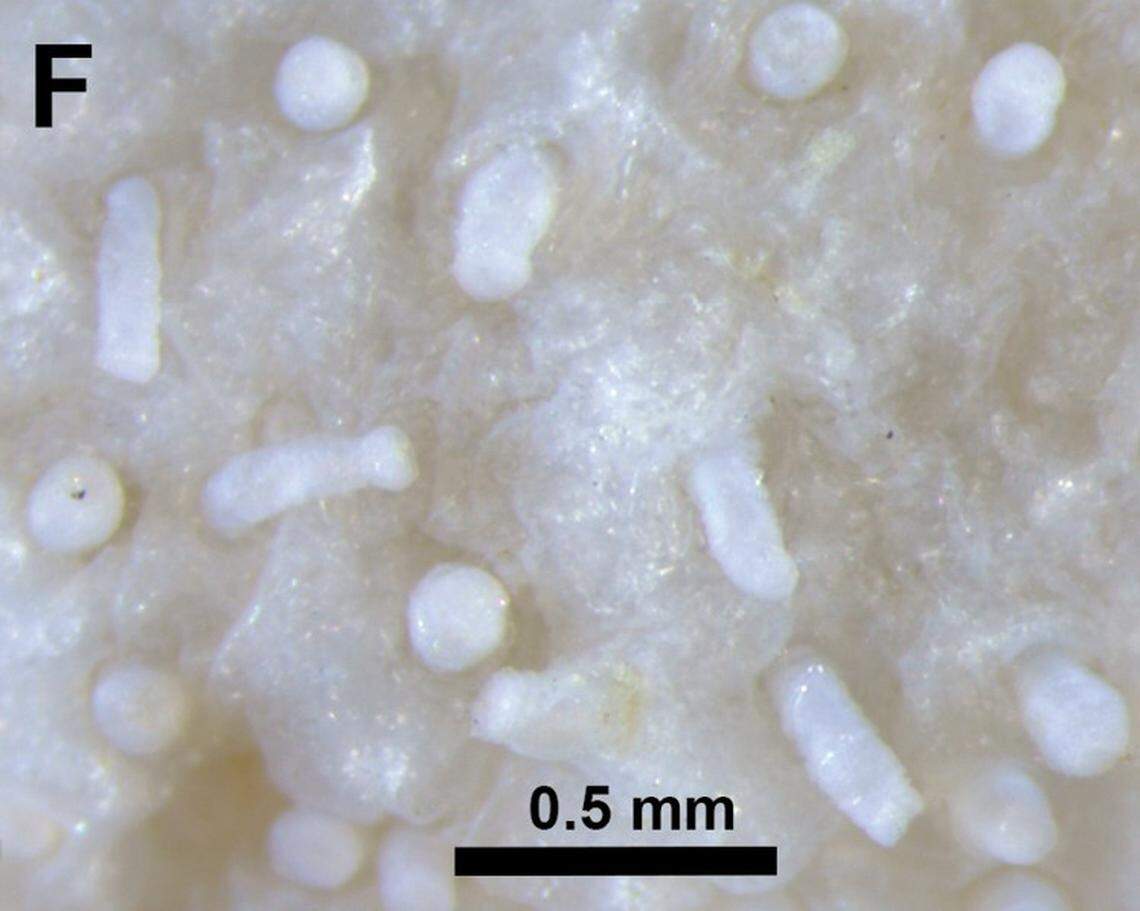 A close-up photo shows the tube feet of a preserved Pseudothyone labradorensis, or Labrador sea cucumber.