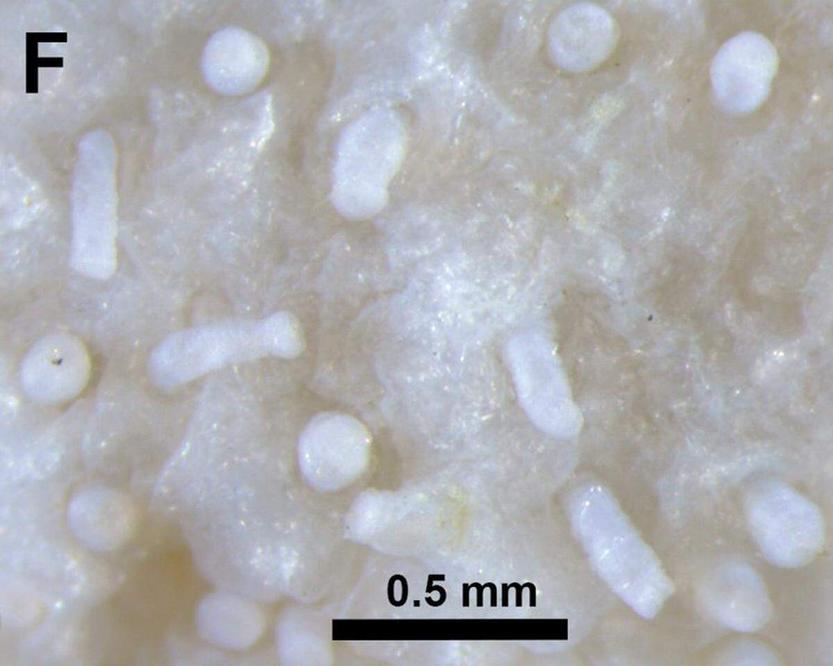 A close-up photo shows the tube feet of a preserved Pseudothyone labradorensis, or Labrador sea cucumber.