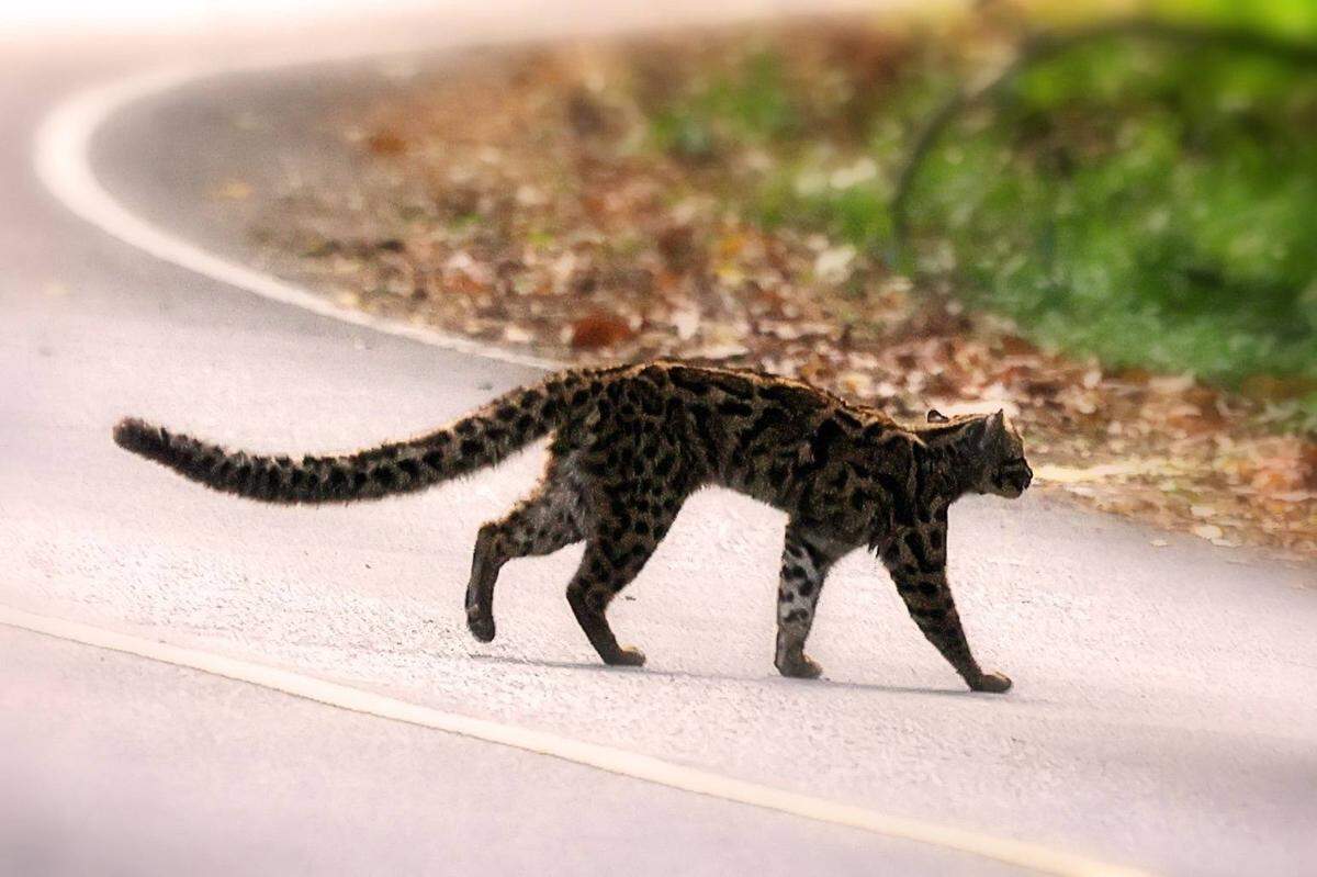 A marbled cat seen at Kaeng Krachan National Park by Kittipong Ngamjing.