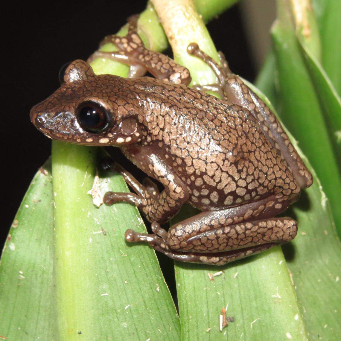 A Nyctimantis diadorim, or Brazilian backland casque-headed tree frog, with a blotchy pattern.